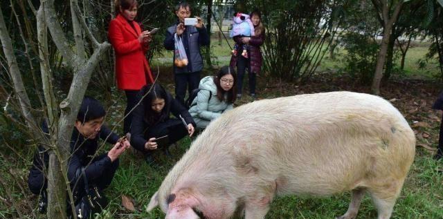 匣子里的鱼 樊建川：大家不一定非要来看猪坚强，让它安静度过最后的时光吧