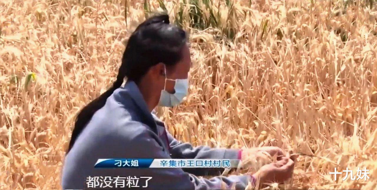 十九妹 是谁干了这样的缺德事？五亩麦田被喷除草剂绝产，农妇蹲地头痛哭