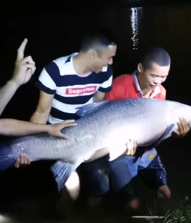 童书小窝|男子钓起百斤鱼王,放生引网友点赞,知情者:水库老板奖励3800