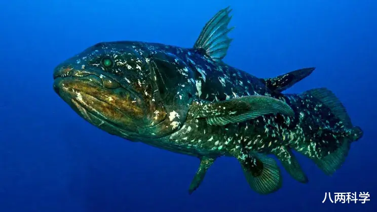 八两科学 8个鳍,躲进深海4.2亿年,这条鱼或是全陆生脊椎动物的祖先!
