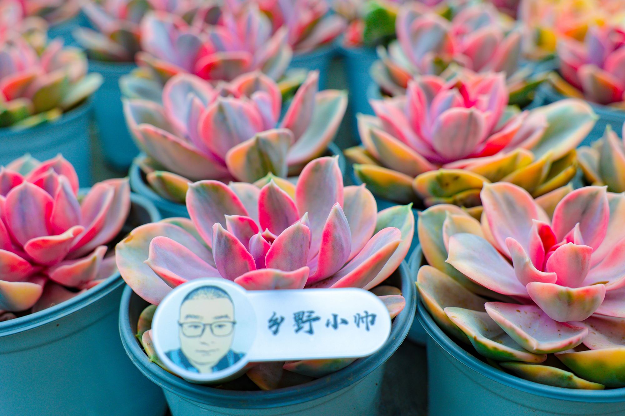 乡野小帅 彩虹多肉怎么养?学会这几点你也可以养出“绚丽的彩虹”