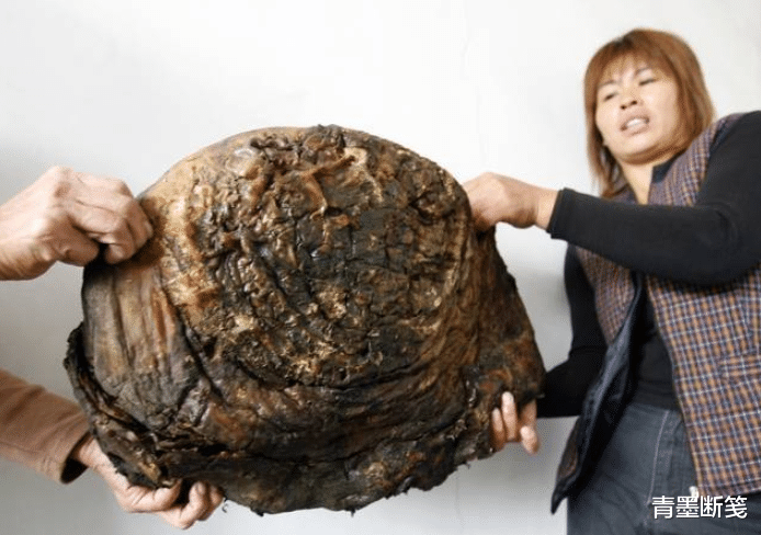 什么是太岁,不是植物不是动物的一坨“肉”,为什么能价值百万?