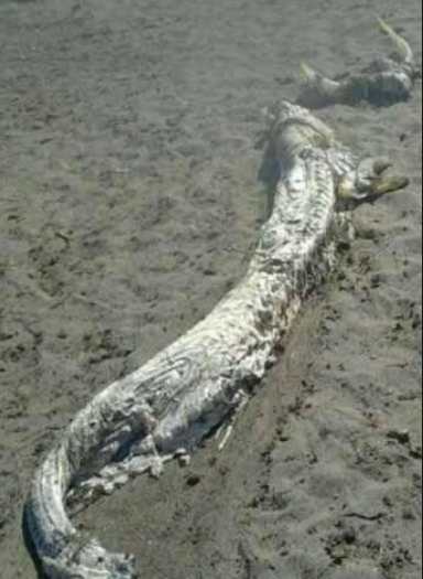 生物多样性公约 近代坠龙事件频发，数百人目击龙还拍下卫星视频，难道龙真的存在