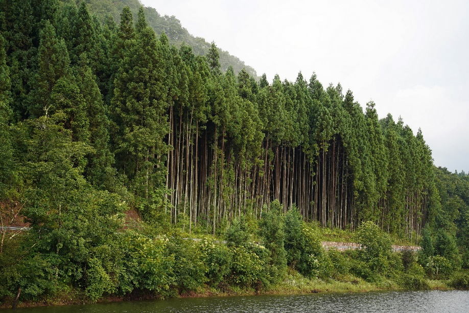 油菜花|重庆避暑秘境就藏在这！仿佛走入了山水画卷，市区出发2h