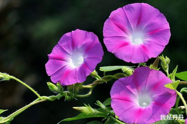 运势|未来11天，乐观善良，体谅他人，3大生肖财神爷家中坐镇，钱财如雨下
