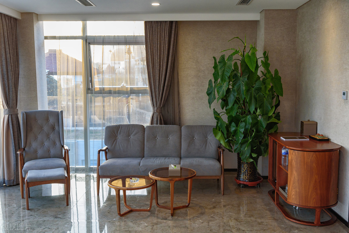 办公室|9种“旺宅花”，适合客厅养，大气又漂亮，家里顺当，富贵到