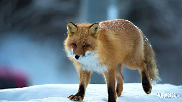 赤狐 神秘动物白天罕见现身，在海拔4200米的雪地里觅食，网友：太饿了