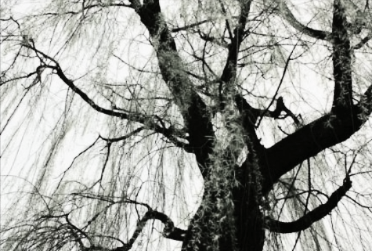 风云视角|民间故事:书生砍倒一棵柳树,半夜美女托梦:你害了你的孩子