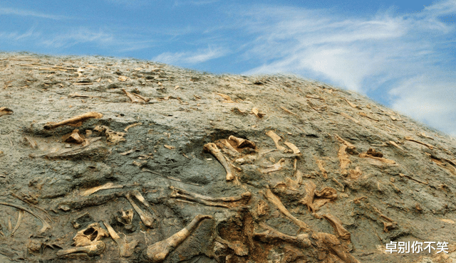 重阳节 人类能否一直“称霸”地球？刘慈欣：不好说，但要警惕这2种生物