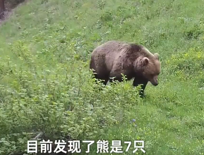 巨蜥|10年首次！大蜥蜴回来了，极危五爪金龙现身云南龙陵，它长啥样？
