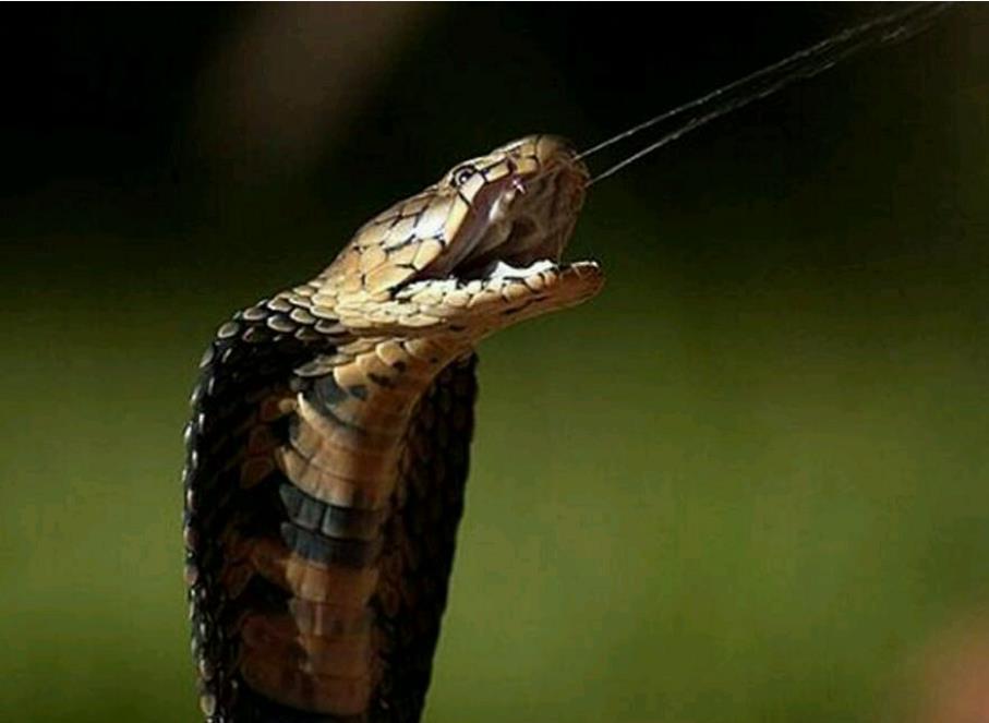 最早为什么人类天生怕蛇？是因为长得恐怖吗？答案竟在婴儿身上