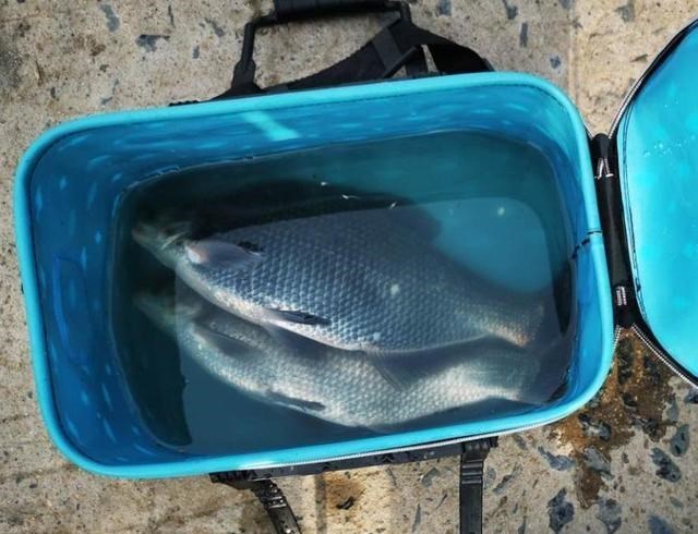 鳊鱼|江苏一河道鳊鱼“大爆发”，大的三四斤，青菜叶子就能钓