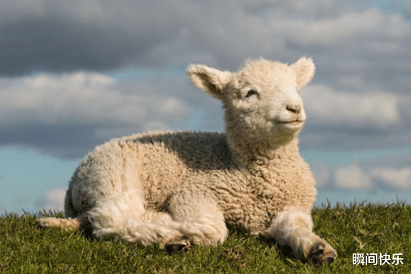 生肖|10月27-11月9日，业绩爆棚，3生肖闯出名堂，赢得先机，职场腾飞