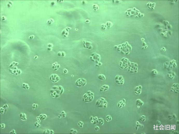 科学家 细胞放大5000倍之后,仿佛看到了宇宙,或许这才是宇宙最真实的模样