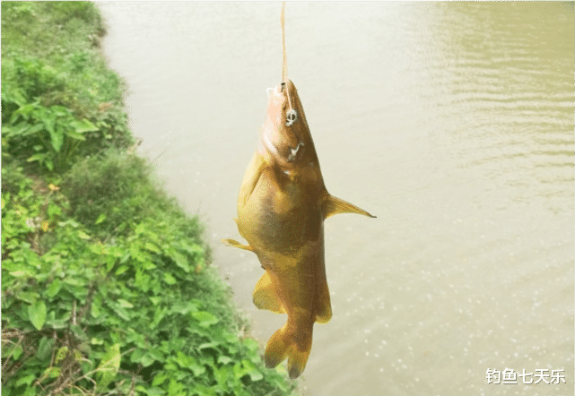 |野外垂钓黄辣丁，“就地取材”打窝是关键，发窝后过足钓鱼瘾