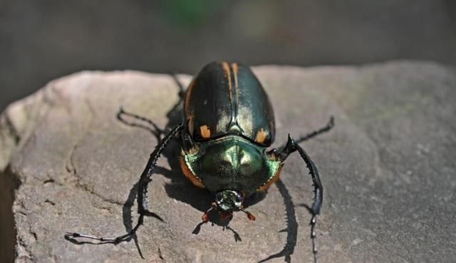 原创 罕见！阳彩臂金龟重现安徽，1982年被宣布灭绝，消失物种为何再现