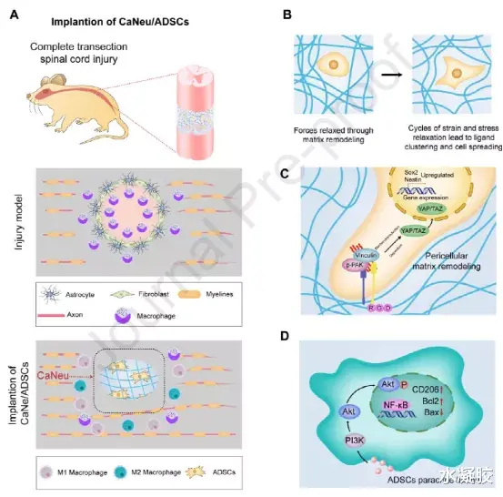 《Biomaterials》干细胞增强的细胞适应性动态水凝胶通过减轻神经炎症改善脊髓损伤的功能修复