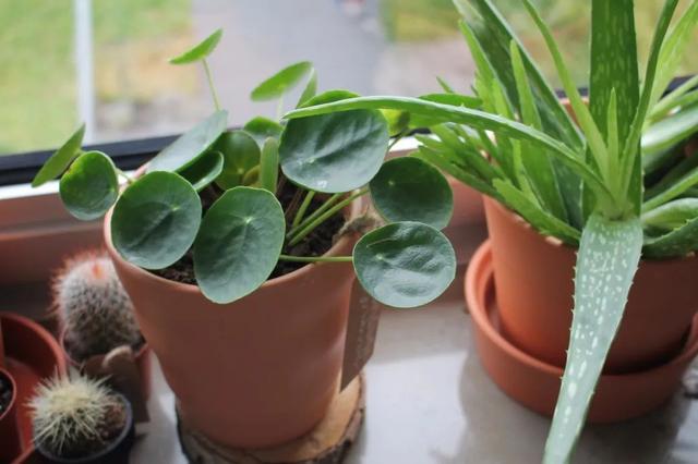 植物|办公室小盆栽,有这8种就够了,清新空气还美观!