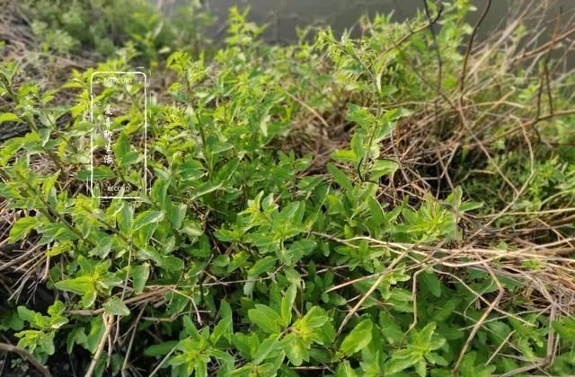 脑洞菌呀 农村这菜不起眼,却是明目养颜的好帮手,2种方法保存从春吃到冬