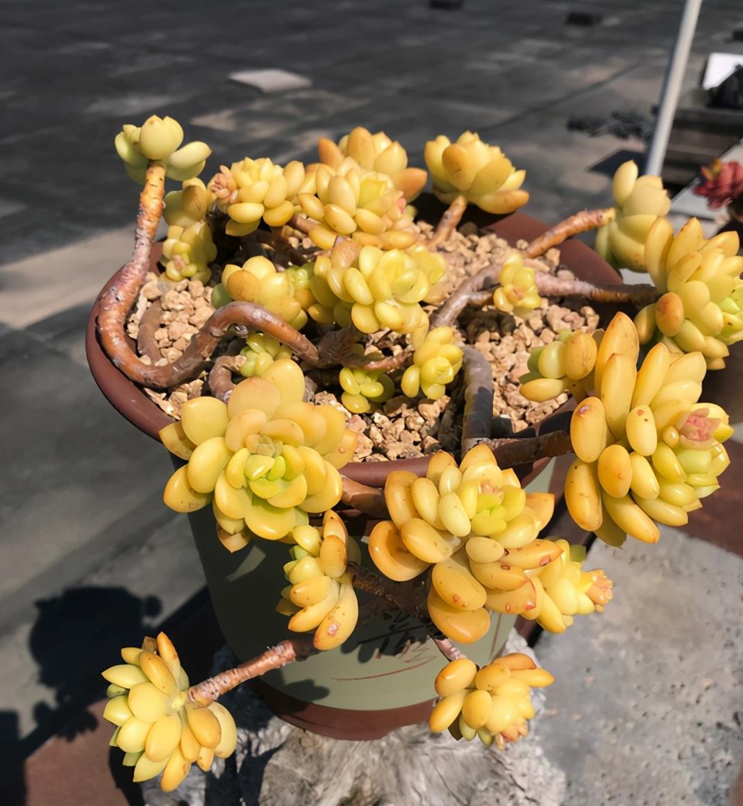 植萌|春萌不但小巧可爱，易养，还能培养成悬挂的老桩