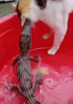  “东北小姨给我介绍的相亲女友，总觉得有点HOLD不住，确实不太合适！”哈哈哈