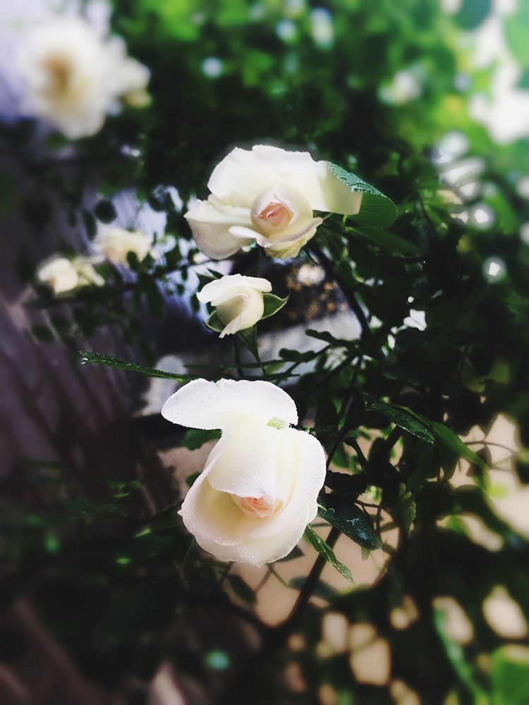 古镇 我的54㎡露台花园,一个可在花丛中漫步的地方,舒适宜人美不胜收