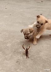 小叶娱记 “前女友发照片跟我炫耀,说在路虎车里,怎么看着不像呢?”