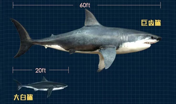 蚊子 鲨鱼进化之悲歌：被其他霸主欺负亿万年的感觉，你们人类不会懂的