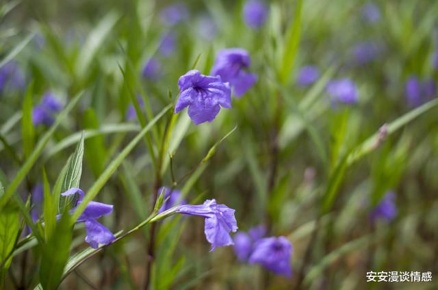 安安漫谈情感|35岁小伙和52岁阿姨再婚,阿姨:他很爱我,我又相信爱情了