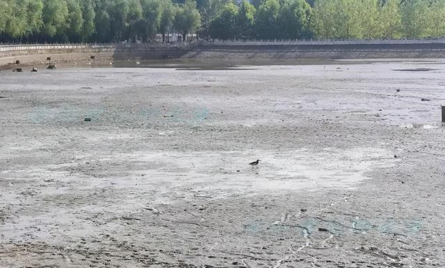 河南|河南高校湖泊干涸湖鱼被暴晒，同学：平时不让钓，这回捞了200斤