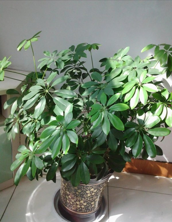 办公室|9种“旺宅花”，适合客厅养，大气又漂亮，家里顺当，富贵到