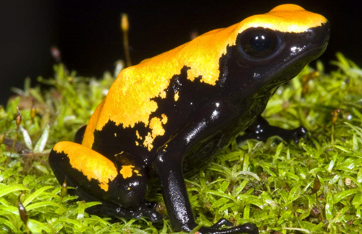 月球 箭毒蛙有多可怕？自身不生产毒素，身上致命剧毒全是吃出来的