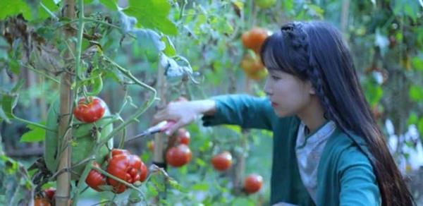 李子柒|坐拥1亿粉丝的李子柒，短视频停更2个月背后，真相终于浮出水面