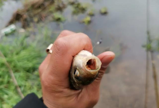 饵料|顿口是如何产生的？是鱼吸饵还是吸完饵摆头？这篇文章给你答案