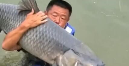 |172斤的青鱼你见过吗?钓鱼人:我能把它遛上岸!