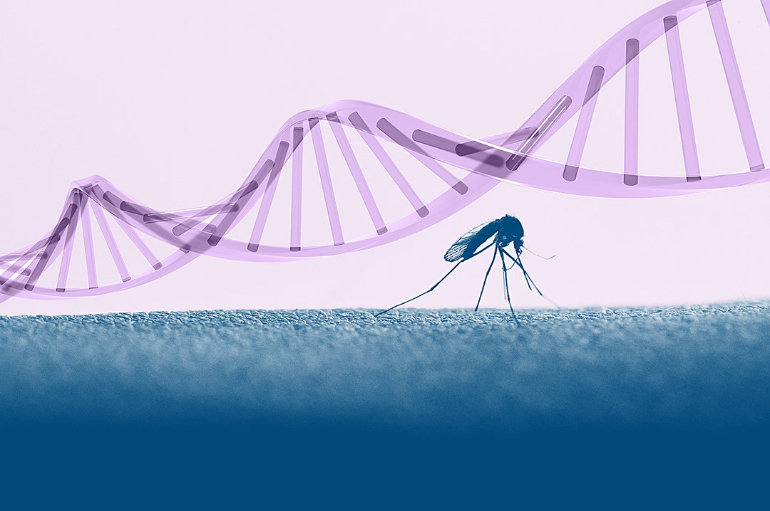 蚊子 无视警告！美国要放出10亿只转基因蚊子，恐制造变异蚊子