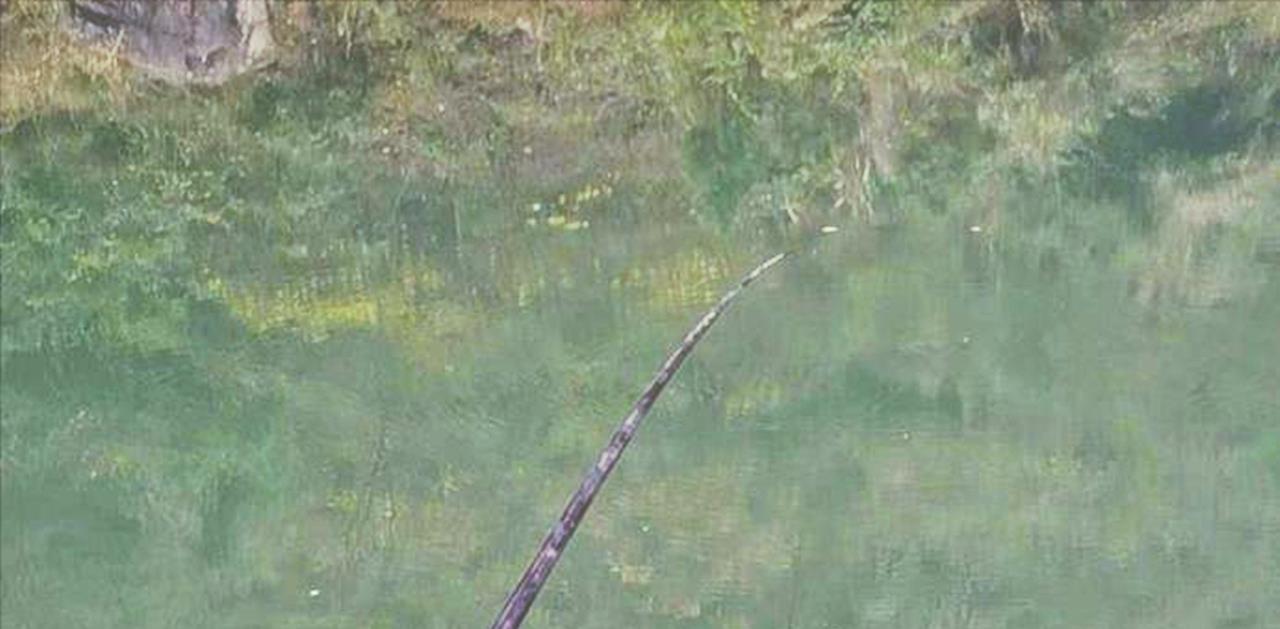 云南|云南的几个钓鱼人火了，野钓罕见收获一只山羊，具体来源成谜