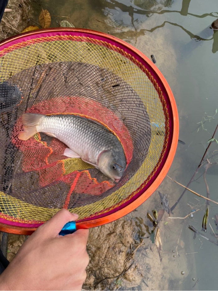 钓鱼|降温阴雨天出钓 鱼获少少少