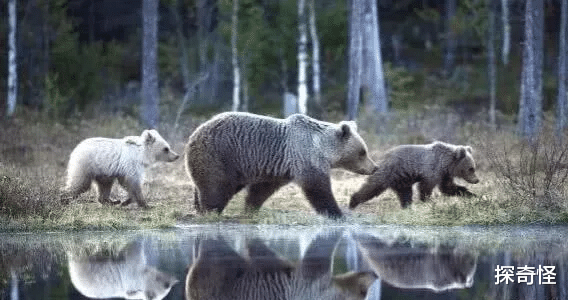 探奇怪|新疆惊现“北极熊”？找到本熊后，结果令人哭笑不得