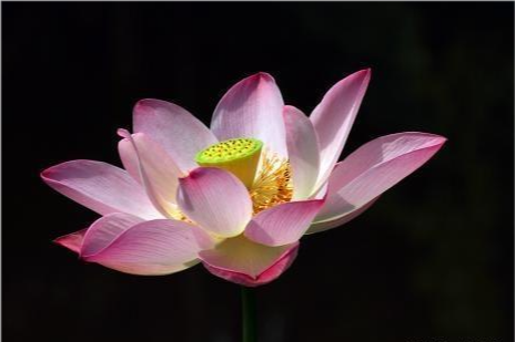泡沫说情感|心理测试：选择一朵假的莲花，测你将来会因为什么舍弃爱情？