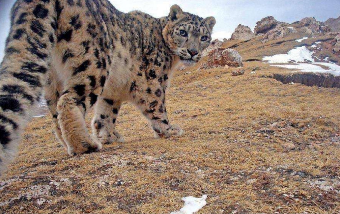 济南 西藏3岁男孩被豹子叼走，第二天在山顶被发现，为何它不吃小孩？