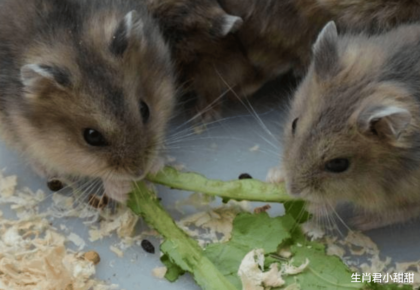 |前途一片光明，好运从天而降，手握良机生肖鼠赚到盆满钵满