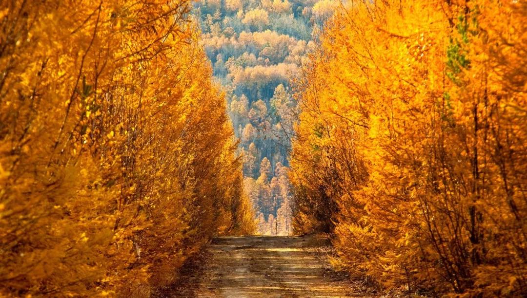 行星秘闻|黑龙江有“天然氧吧”之称的县，平均温度20度，被称为“林都”