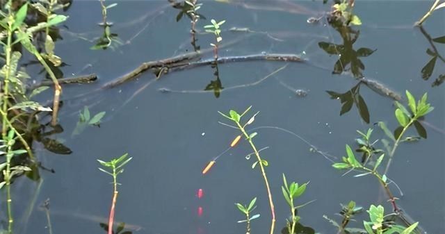 |走水野钓采用什么钓法最好？走水在这些钓点垂钓，渔获量翻番