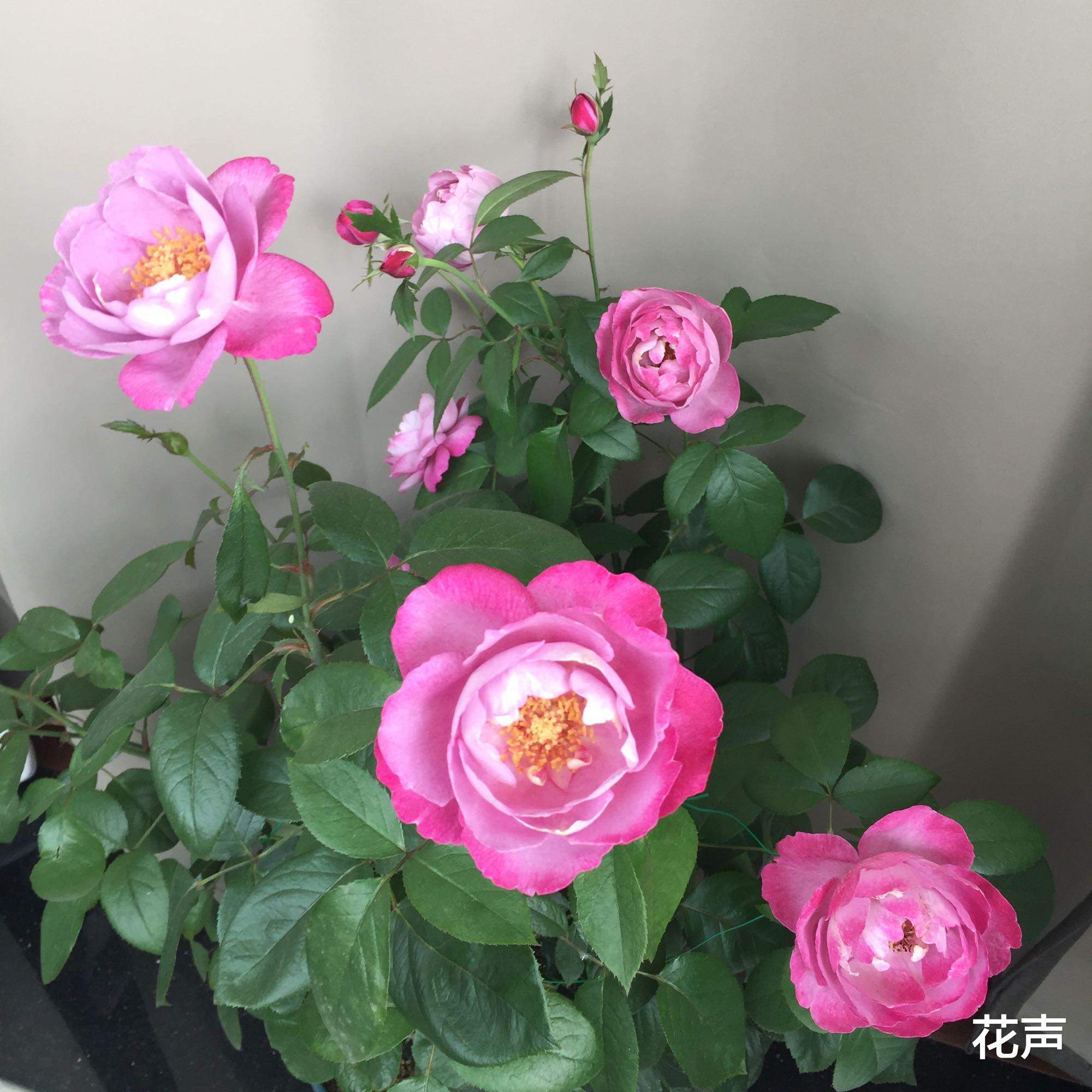 花声 以香闻名的月季—羊脂香水，花美如芍药，花香飘满屋，四季能开花