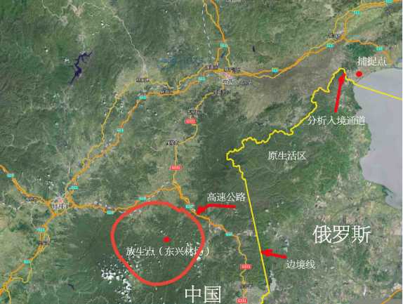 科普大世界 放虎归山！曾毁车伤人的“完达山1号”已放归！到底该不该这么做