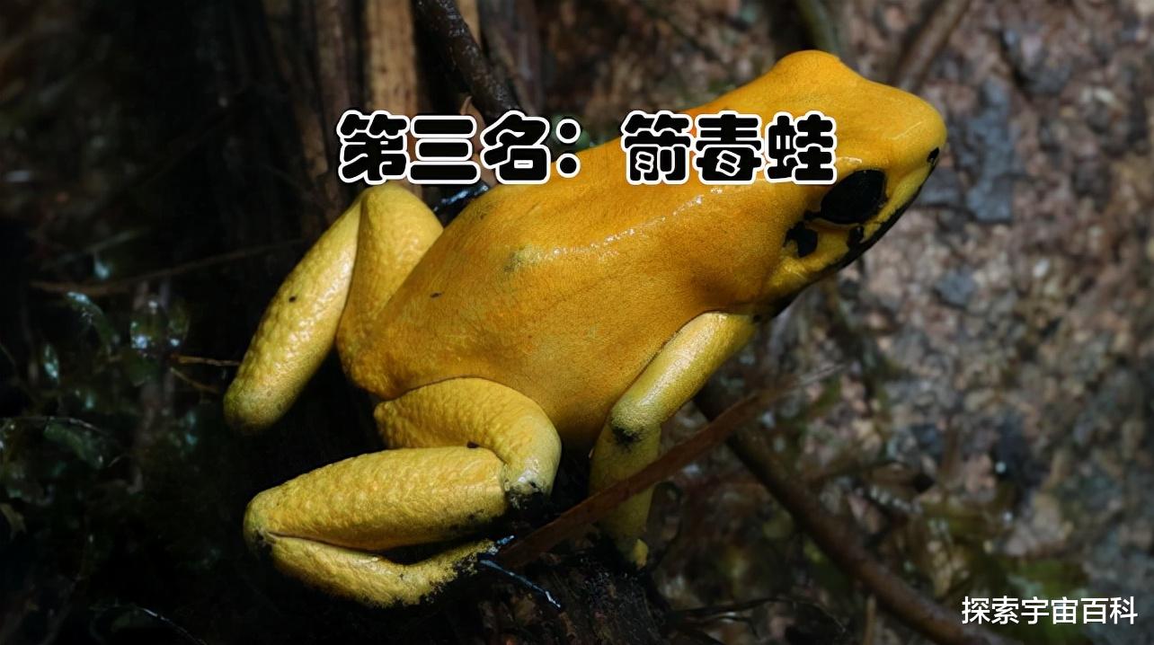 航天员 盘点陆地上毒性最强的生物，只可远观而不可亵玩焉