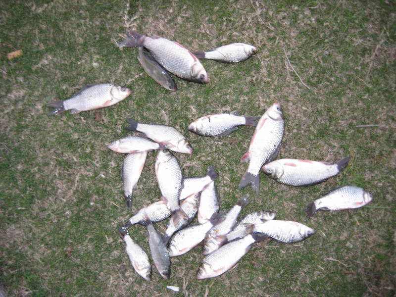 霜降|霜降到立冬,钓深还是钓浅,选对了连杆若等闲,选错了空军不稀罕