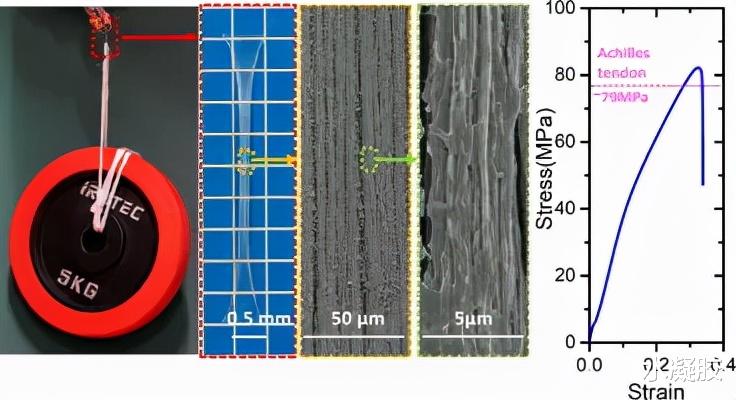 基因 通过排列分级纤维结构简便制备具有类跟腱超强强度的纤维素水凝胶