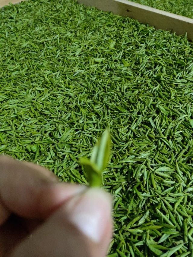  “乌牛早”与“西湖龙井”有什么区别？